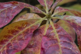 Azalea (Rhododendron luteum) in autumn leaves, Emsland, Lower Saxony, Germany