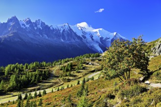 Mountain forest in an autumnal landscape with the snow-covered Mont Blanc massif in the background,