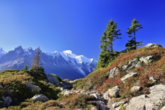 Firs stand in an autumnal landscape with the snow-covered Mont Blanc massif in the background,