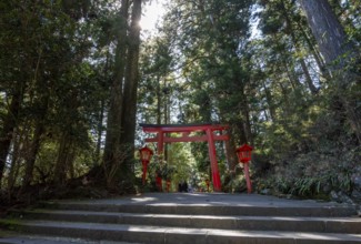 Trail through the forest with red torii, Hakone Shrine, Shinto Shrine, Hakone, Japan