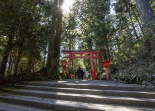 Trail through the forest with red torii, Hakone shrine, Shinto shrine, with sun star, Hakone, Japan
