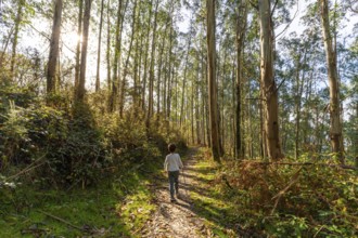 Child walking along a sun dappled path in a tall eucalyptus forest, exploring nature and enjoying