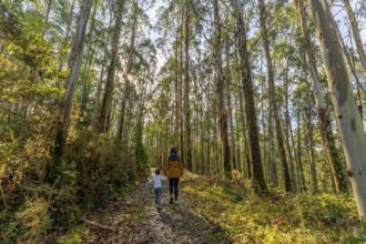 Mother and young child walking hand in hand on a sun dappled path through tall eucalyptus trees in