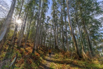 Person walking on a rural path through a towering eucalyptus forest in the basque country, sunlight
