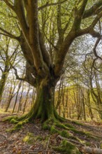 Old tree trunk covered with vibrant green moss, showcasing tangled roots on the forest floor,