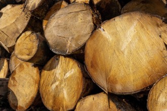 Stacked eucalyptus logs with visible growth rings and warm timber texture, close up of cross