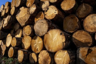 Eucalyptus logs neatly stacked in a large pile, highlighting the concepts of forestry, wood