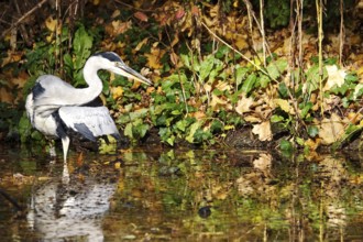 Grey heron on a lake, autumn, Germany
