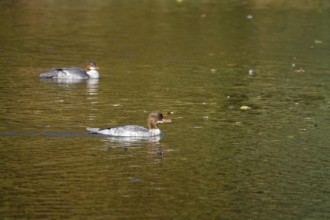 Goose sawers on a lake, autumn, Germany
