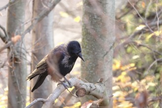 Crow on a tree, November, Germany