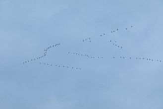 Flock of birds, cranes, Tister Bauernmoor, Tiste, Samtgemeinde Sittensen, Lower Saxony, Germany
