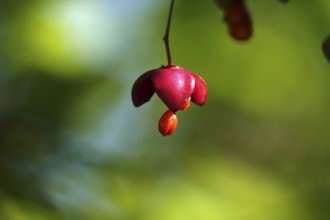 Pfaffenhütchen, September, Germany