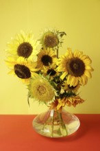 Picturesque still life with sunflowers in a vase, Germany