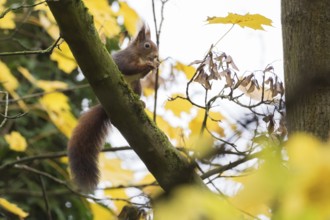 A squirrel (Sciurus vulgaris) sits on a branch surrounded by yellow autumn leaves, eating maple