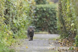 A house cat (Felis catus) runs along a paved path between tall hedges. The atmosphere is autumnal,