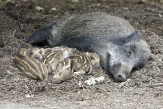Wild boar (Sus scrofa) and piglets lying relaxed and secure on forest floor, Hesse, Germany