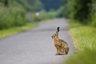 A hare (Lepus europaeus) sits alert on a path surrounded by thick vegetation, Hesse, Germany