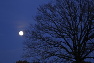 Moon, full moon tree, autumn, Südergellersen, Samtgemeinde Gellersen, Lower Saxony, Germany