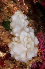 White sea silk (Phallusia mammillata) nestles against the colorful corals of the seabed in the