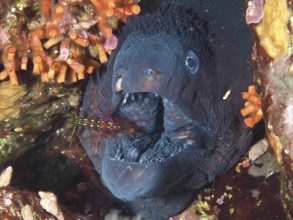 A Mediterranean cleaner shrimp (Lysmata seticaudata) cleans the wide open mouth of a Mediterranean