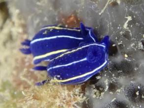 Two bright blue slugs with yellow stripes, Orsini star snail (Felimare orsinii), on a sea sponge in