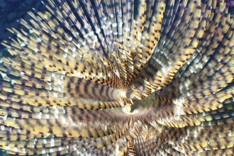 Close-up of a large sannworm pattern of screwsabelle (Sabella spallanzanii) with fascinating colors