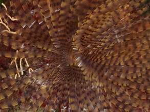 Detailed view of a uniform, spiral pattern of a fanworm, screwsabelle (Sabella spallanzanii), in