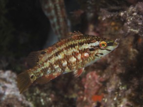Brown-red peacock wrapfish (Symphodus tinca) in textured underwater environment, natural scene in
