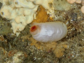 Red sea silk (Halocynthia papillosa), white variant, against a natural background in the