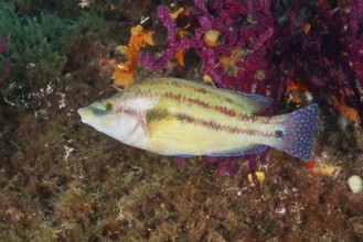 Colourful peacock wrapfish (Symphodus tinca) in front of bright soft corals and underwater plants