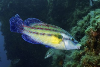 Vivid multicolored peacock wrapfish (Symphodus tinca) swims across green seabed in clear