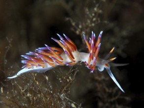 Colourful nudibranch with glowing tentacles, migratory snail (Cratena peregrina), in a dark, marine