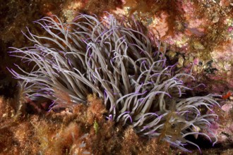 Purple wax rose (Anemonia sulcata) with long tentacles surrounded by colorful algae in the