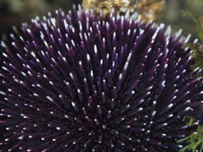 Purple sea urchin (Sphaerechinus granularis) with long, pointed spines in an underwater environment
