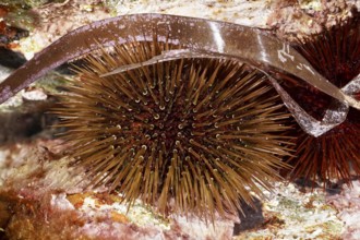 A sea urchin, rock sea urchin (Paracentrotus lividus) with long, thin spines between seaweed and