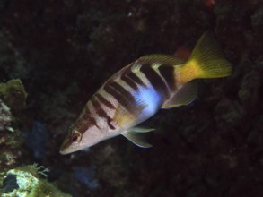 A striped bass (Serranus scriba) swims in the clear water of a marine environment in the