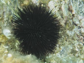 A black sea urchin (Arbacia lixula) with many fine spines on rocky ground in the Mediterranean near