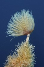 A fanworm with filigree structures, screwsabelle (Sabella spallanzanii), against a deep blue