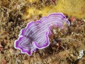 Pink-purple variable flatworm (Prostheceraeus giesbrechtii) with wavy stripes on a seabed in the