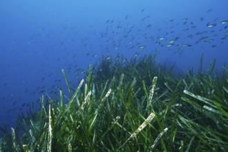 School of fish over an area of seagrass, Neptune grass (Posidonia oceanica), in a blue underwater