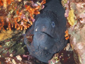 A Mediterranean cleaner shrimp (Lysmata seticaudata) cleans a Mediterranean moray (Muraena helena)