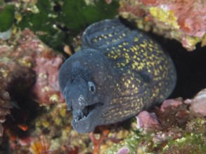 Mediterranean moray (Muraena helena) with open mouth hidden in the reef in the Mediterranean near