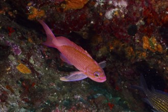 Pink Mediterranean flag bass (Anthias anthias) swims close to a colorful and textured underwater