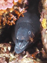 Mediterranean moray (Muraena helena) with visible teeth and Mediterranean cleaner shrimp (Lysmata