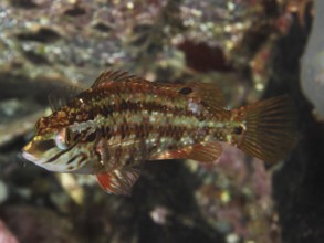 Brown-red peacock wrapfish (Symphodus tinca) well camouflaged in its natural underwater landscape