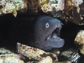 Mediterranean moray (Muraena helena) opens its mouth in a rocky hideaway in the Mediterranean near