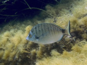 A single fish, roast bream (Diplodus puntazzo), swims among algae in calm, clear water in the