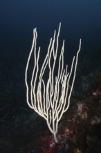 White, filigree coral species, white gorgonia (Eunicella singularis) in the Mediterranean near