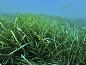 Dense growth of Neptune grass (Posidonia oceanica) underwater with a diver in the background in the