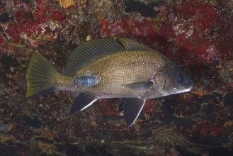 A sea raven (Sciaena umbra) with a woodlice (Anilocra), parasite, swims near rocks rich in texture